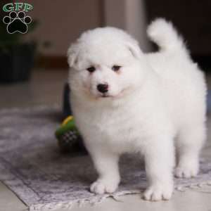 Alvin, Samoyed Puppy