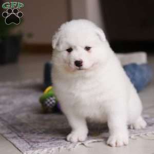 Alvin, Samoyed Puppy