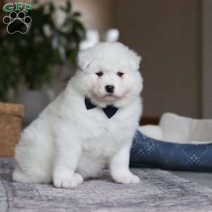 Alvin, Samoyed Puppy