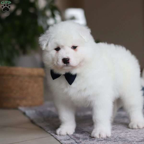 Alvin, Samoyed Puppy