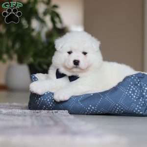 Alvin, Samoyed Puppy