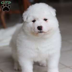 Alvin, Samoyed Puppy