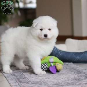 Alvin, Samoyed Puppy