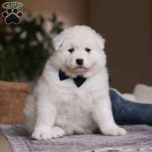 Alvin, Samoyed Puppy