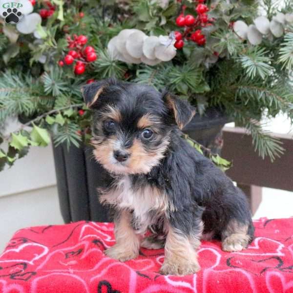 Amanda, Yorkie Puppy