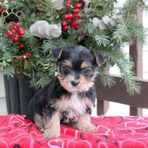 Amanda, Yorkie Puppy