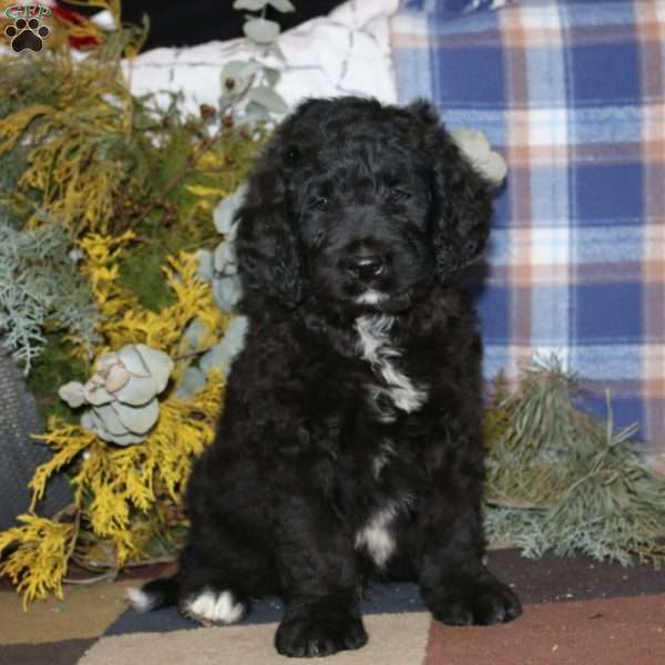 Amos, Bernedoodle Puppy