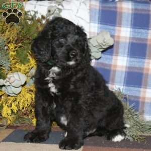 Amos, Bernedoodle Puppy