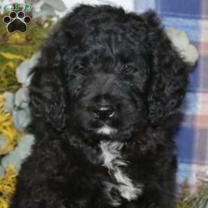 Amos, Bernedoodle Puppy