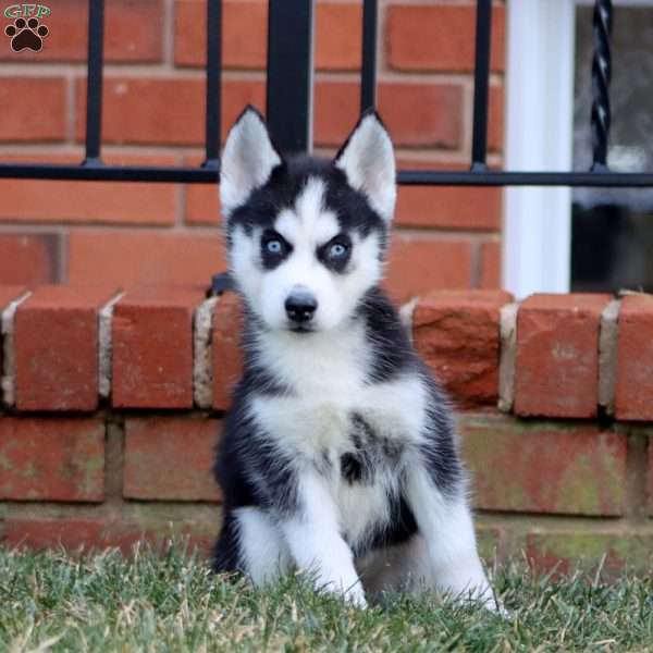 Amy, Siberian Husky Puppy