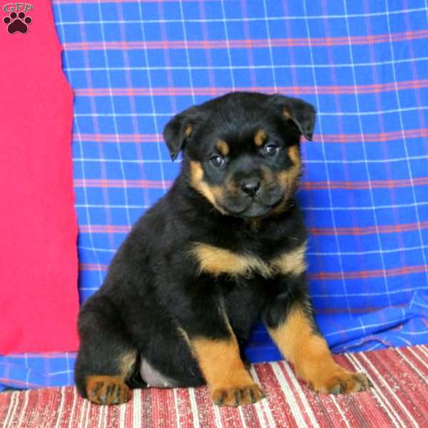 Amy, Rottweiler Puppy