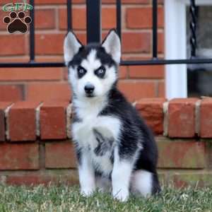 Amy, Siberian Husky Puppy