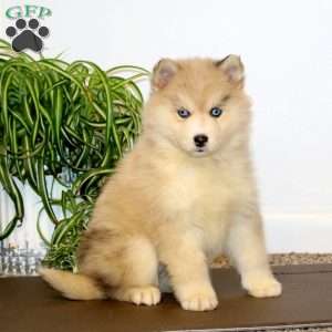 Amy, Pomsky Puppy