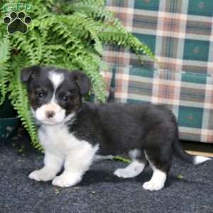 Amy, Welsh Corgi Mix Puppy