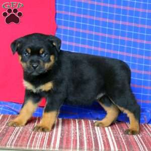 Amy, Rottweiler Puppy