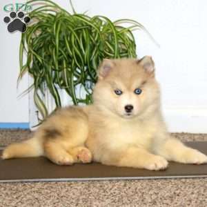 Amy, Pomsky Puppy