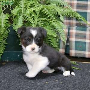 Amy, Welsh Corgi Mix Puppy