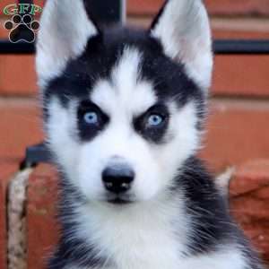 Amy, Siberian Husky Puppy