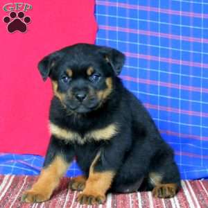 Amy, Rottweiler Puppy