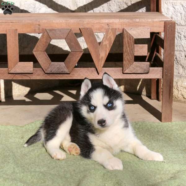 Andes, Siberian Husky Puppy
