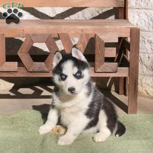 Andes, Siberian Husky Puppy