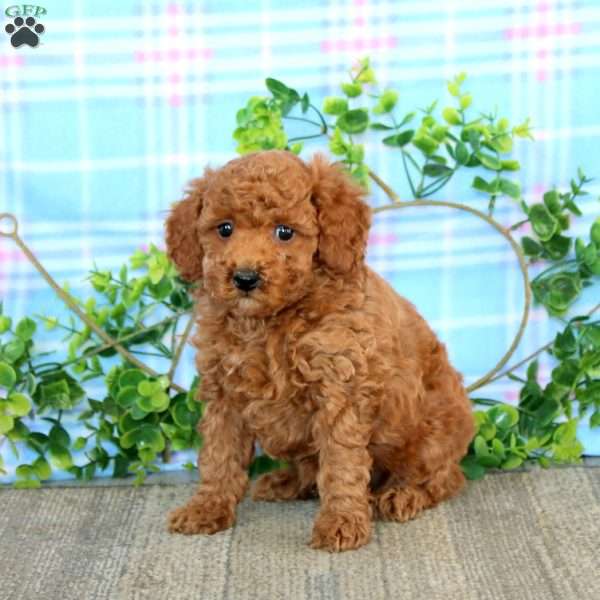Andy, Miniature Poodle Puppy
