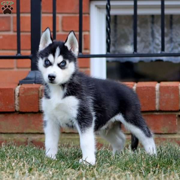 Andy, Siberian Husky Puppy