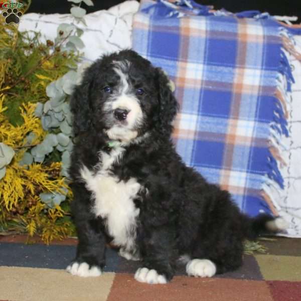 Andy, Bernedoodle Puppy