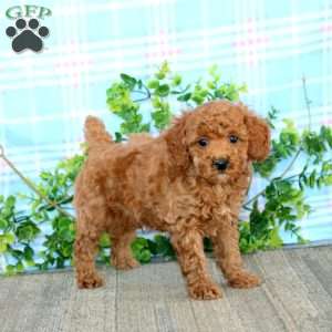 Andy, Miniature Poodle Puppy