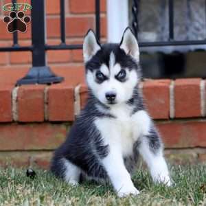 Andy, Siberian Husky Puppy