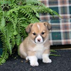 Andy, Welsh Corgi Mix Puppy