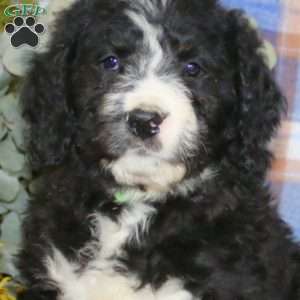 Andy, Bernedoodle Puppy