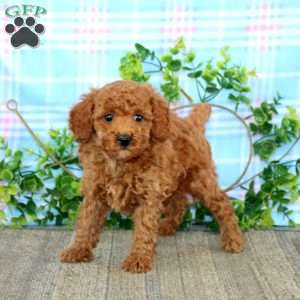 Andy, Miniature Poodle Puppy