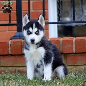 Andy, Siberian Husky Puppy