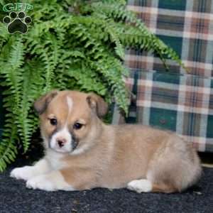 Andy, Welsh Corgi Mix Puppy