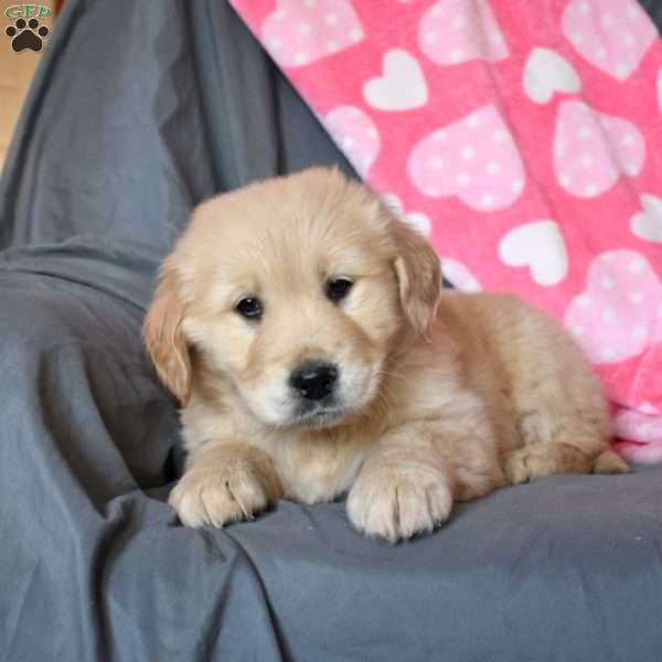 Angel, Golden Retriever Puppy