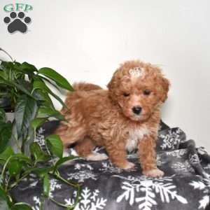 Angel, Mini Goldendoodle Puppy