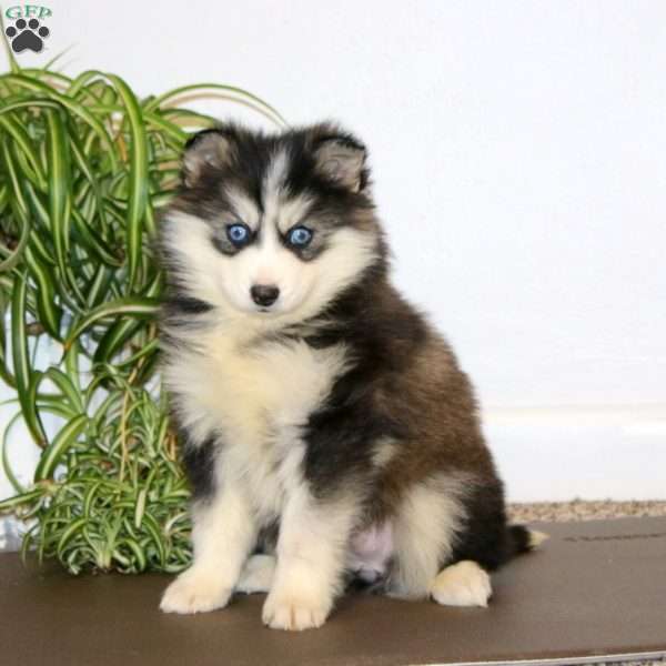 Angela, Pomsky Puppy