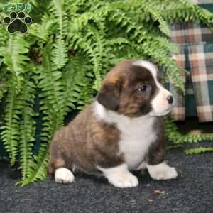 Angela, Welsh Corgi Mix Puppy