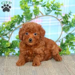 Angela, Miniature Poodle Puppy