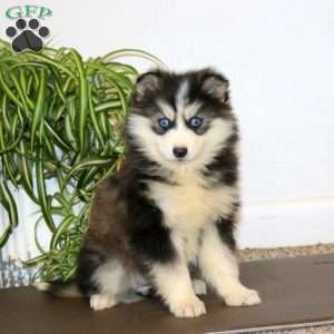 Angela, Pomsky Puppy