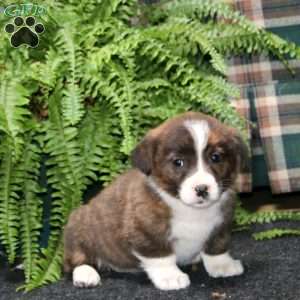 Angela, Welsh Corgi Mix Puppy