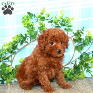 Angela, Miniature Poodle Puppy