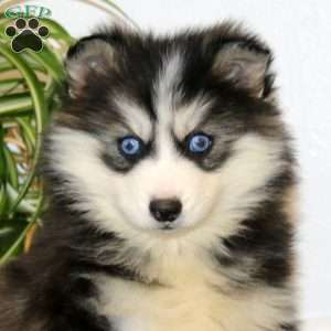 Angela, Pomsky Puppy