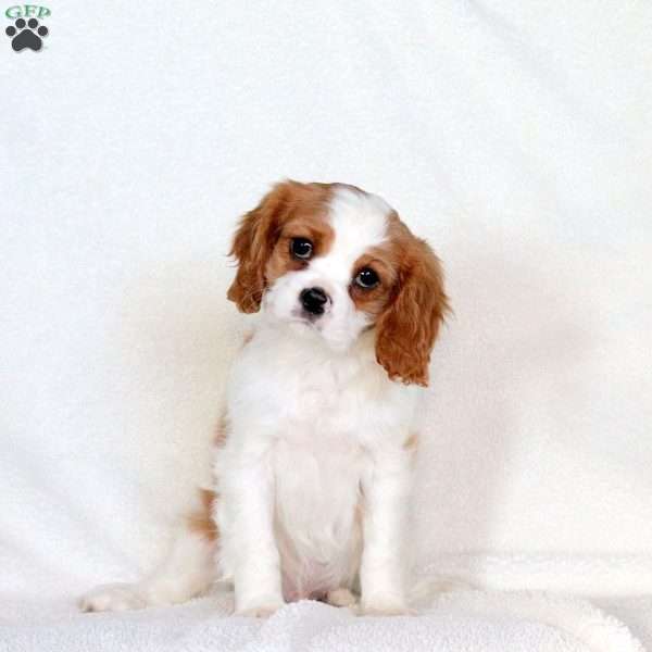 Anthem, Cavalier King Charles Spaniel Puppy