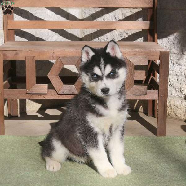 Anthem, Siberian Husky Puppy