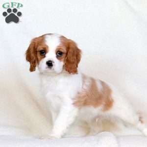 Anthem, Cavalier King Charles Spaniel Puppy
