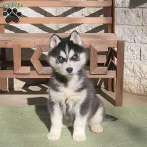 Anthem, Siberian Husky Puppy