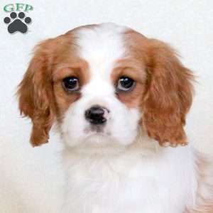 Anthem, Cavalier King Charles Spaniel Puppy