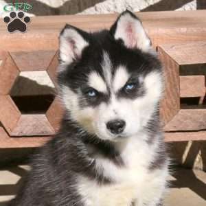 Anthem, Siberian Husky Puppy